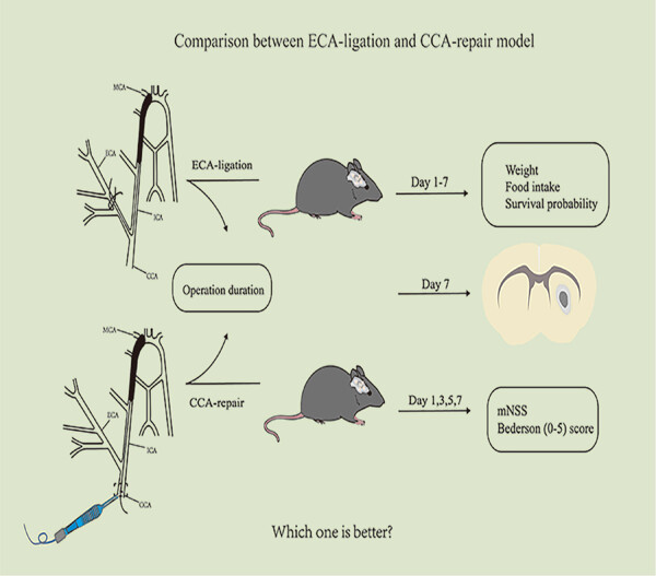 CCA repair or ECA ligation—Which middle cerebral artery occlusion is better in the reperfusion mouse model?
