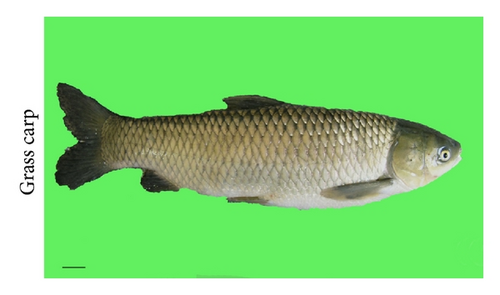 Details are in the caption following the image