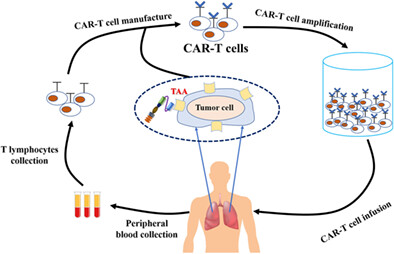 CAR-T cell therapy for lung cancer: Potential and perspective