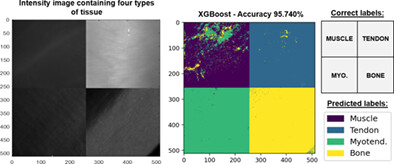 Optimizing the classification of biological tissues using machine learning models based on polarized data