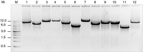 Details are in the caption following the image