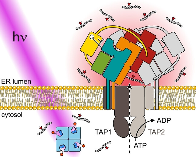 Antigen Delivery Controlled by an On-Demand Photorelease