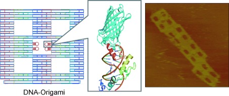 Zinc-Finger Proteins for Site-Specific Protein Positioning on DNA-Origami Structures
