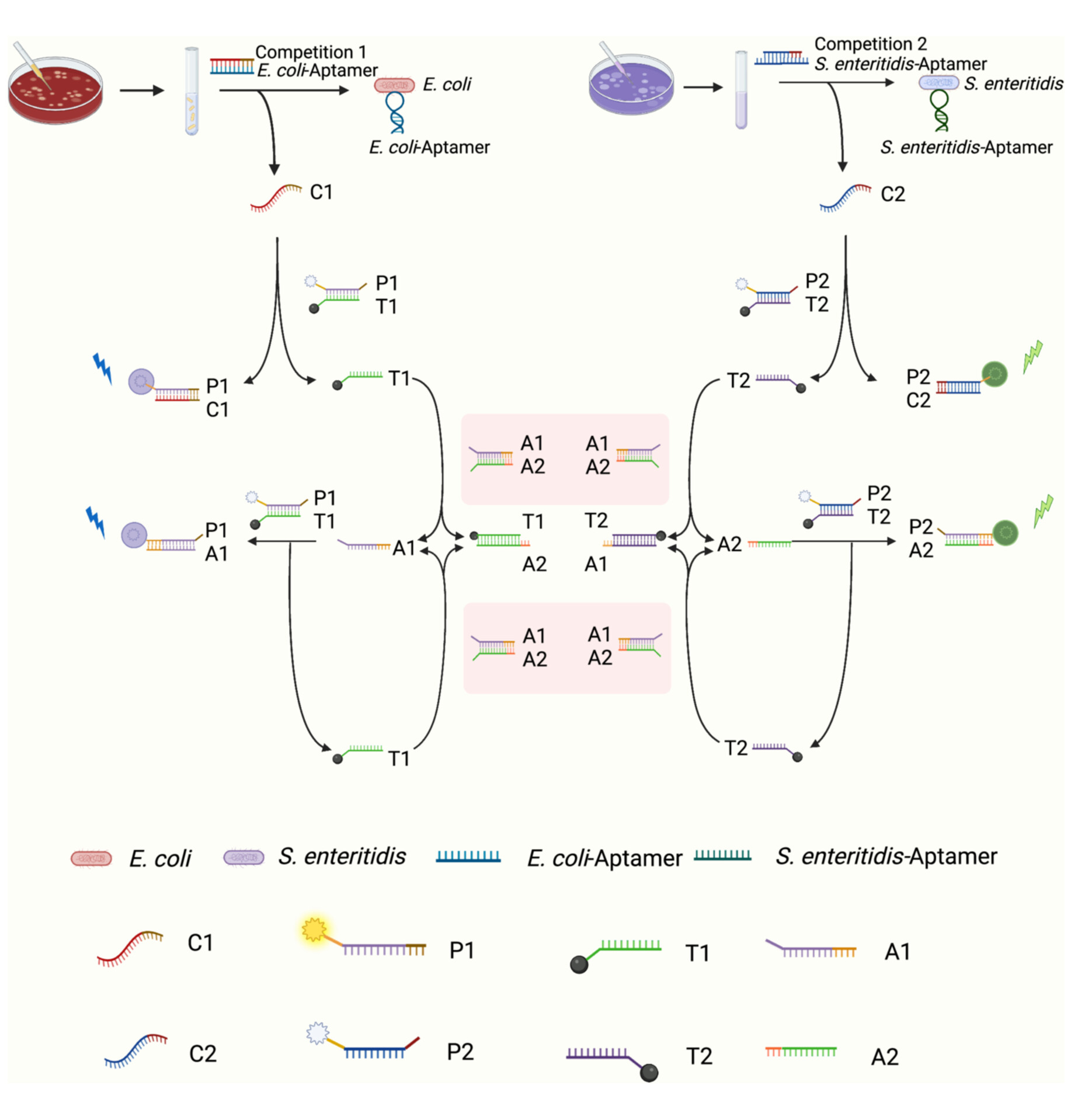 Simultaneous detection of dual targets Escherichia coli and Salmonella enteritidis using enzyme-free strand displacement reaction