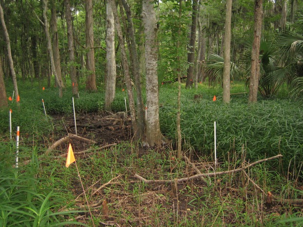 Native recolonization following control of invasive Ruellia simplex in a cypress floodplain forest