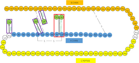 Identification of insulin gene variants in patients with neonatal diabetes in the Chinese population