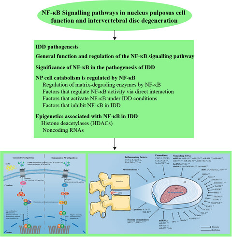 NF-κB signalling pathways in nucleus pulposus cell function and intervertebral disc degeneration