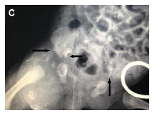 Details are in the caption following the image Details are in the caption following the image