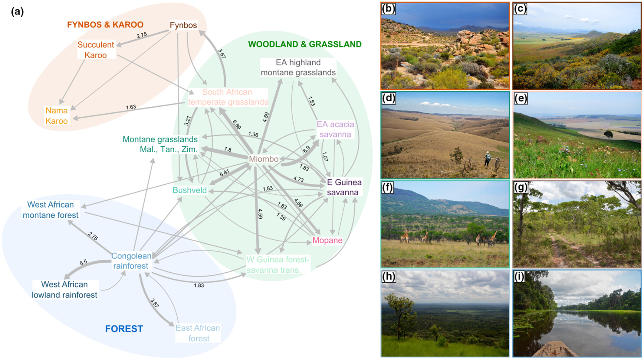 Rapid radiation of ant parasitic butterflies during the Miocene aridification of Africa