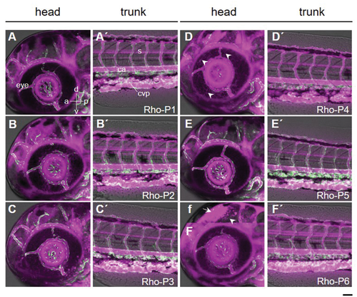 Details are in the caption following the image Details are in the caption following the image