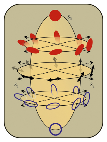 Details are in the caption following the image