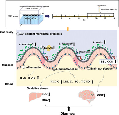 Association of Short-Chain Fatty Acids with Gut Microbiota and Lipid Metabolism in Mice with Diarrhea Induced by High-Fat Diet in a Fatigued State
