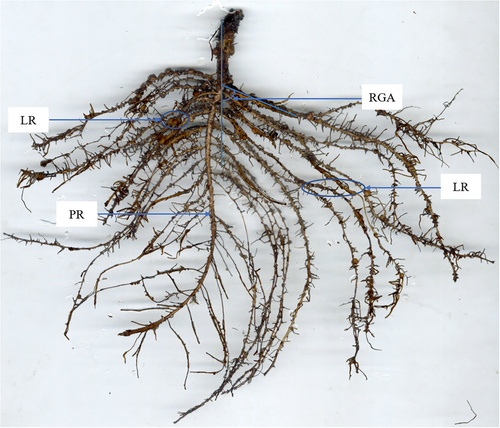 Details are in the caption following the image Details are in the caption following the image