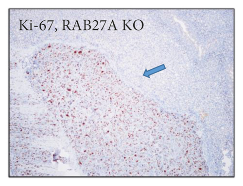Details are in the caption following the image