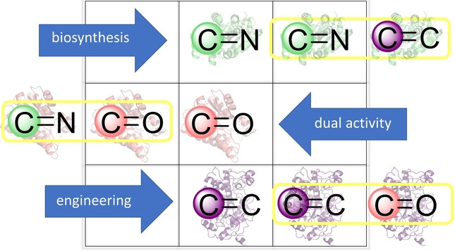 Redox Out of the Box: Catalytic Versatility Across NAD(P)H-Dependent Oxidoreductases