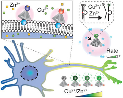 Framework Nucleic Acid-Mediated DNAzyme Chaperoning for Sensitive Trace Metal Ion Mapping on Live Neuronal Cell Membranes