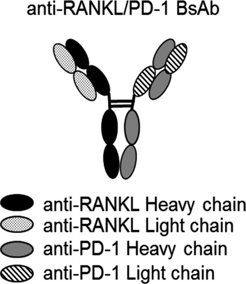 Retracted: Dual targeting of RANKL and PD-1 with a bispecific antibody improves anti-tumor immunity