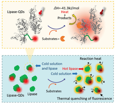 Accurate and Real-Time Detection Method for the Exothermic Behavior of Enzymatic Nano-Microregions Using Temperature-Sensitive Amino-AgInS2 Quantum Dots