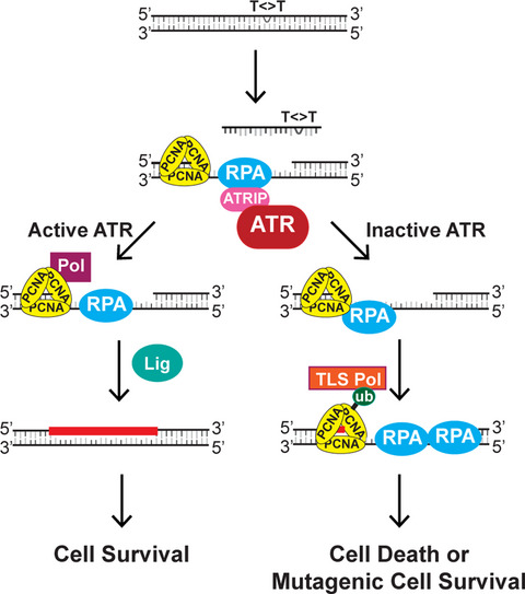 ATR Kinase Activity Limits Mutagenesis and Promotes the Clonogenic Survival of Quiescent Human Keratinocytes Exposed to UVB Radiation