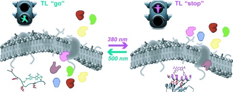 Light-Regulated Stapled Peptides to Inhibit Protein–Protein Interactions Involved in Clathrin-Mediated Endocytosis