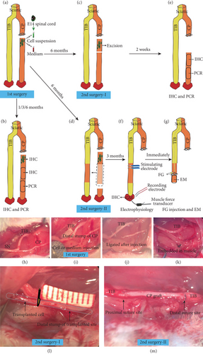 Details are in the caption following the image Details are in the caption following the image