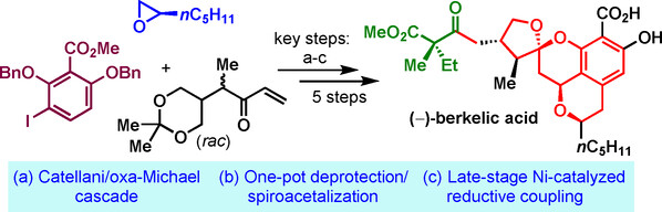 A Concise Total Synthesis of (−)-Berkelic Acid