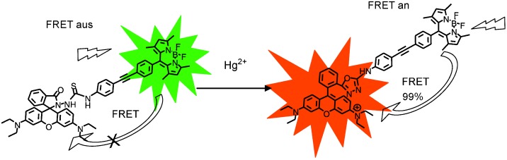 A Ratiometric Fluorescent Probe Based on FRET for Imaging Hg2+ Ions in Living Cells