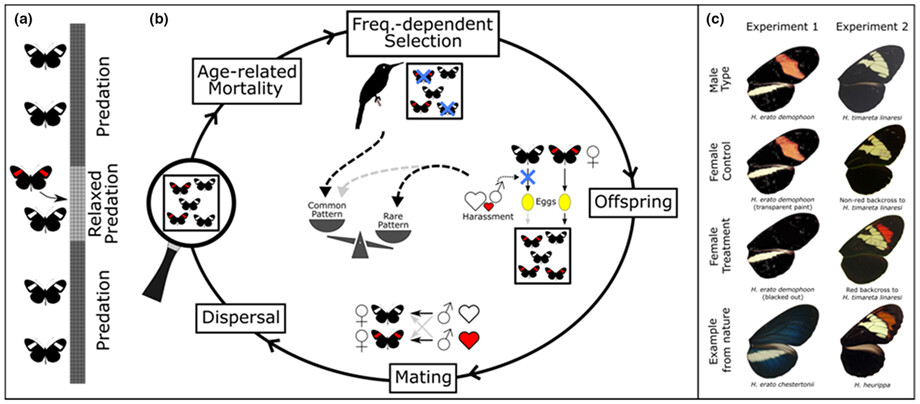 Does sexual conflict contribute to the evolution of novel warning patterns?