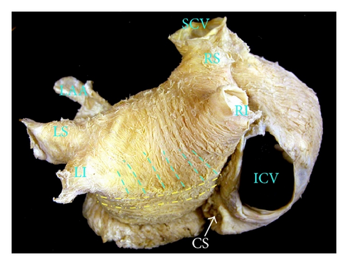 Details are in the caption following the image