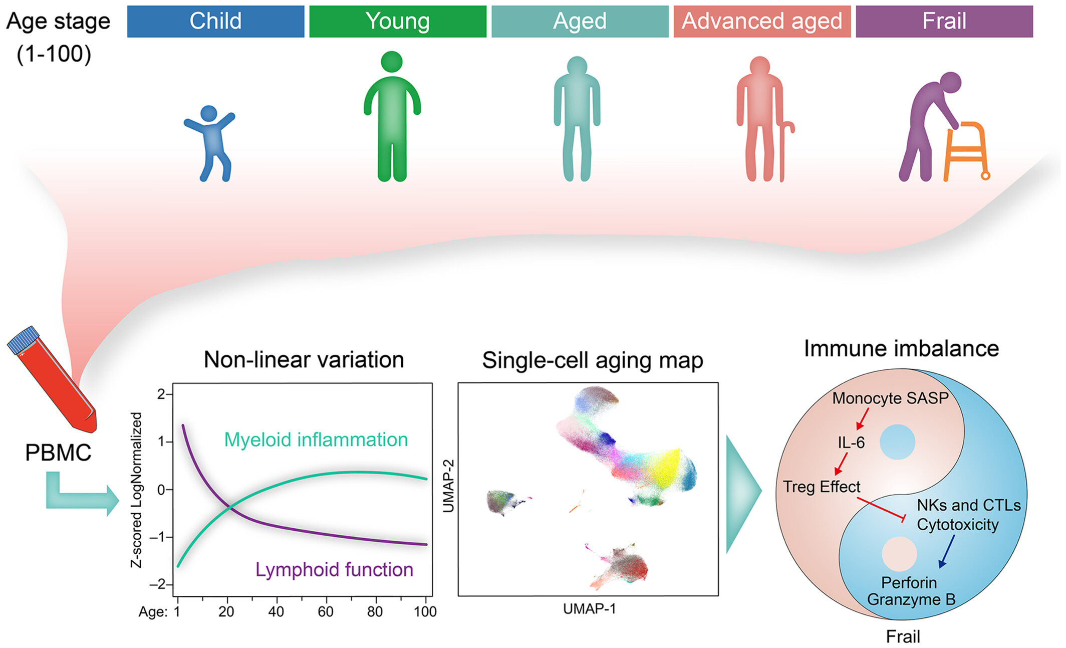 Deciphering Immunosenescence From Child to Frailty: Transcriptional Changes, Inflammation Dynamics, and Adaptive Immune Alterations