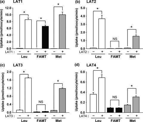 Specific transport of 3-fluoro-l-α-methyl-tyrosine by LAT1 explains its specificity to malignant tumors in imaging