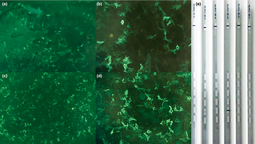 Details are in the caption following the image Details are in the caption following the image