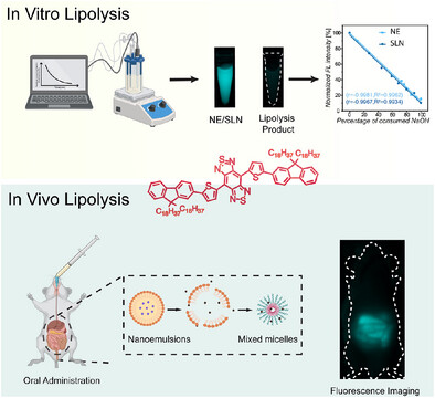 Tracking In Vivo Lipolysis of Lipid Nanocarriers Using NIR-II Polarity-Sensitive Fluorescent Probes