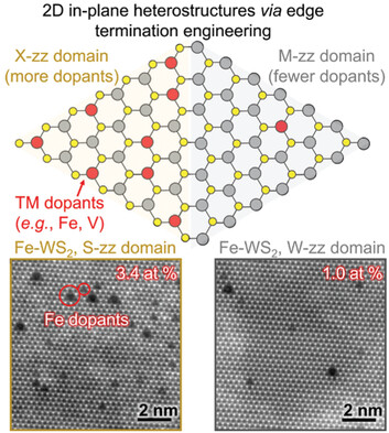 Spatial Control of Substitutional Dopants in Hexagonal Monolayer WS2: The Effect of Edge Termination