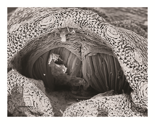 Details are in the caption following the image