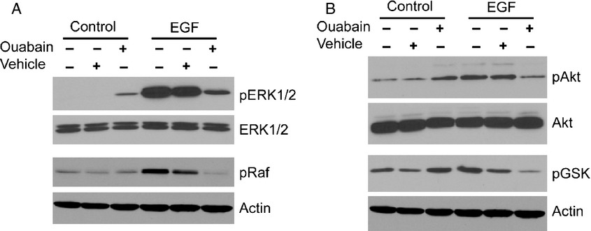 Inhibition of epidermal growth factor signaling by the cardiac glycoside ouabain in medulloblastoma