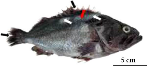 Details are in the caption following the image Details are in the caption following the image