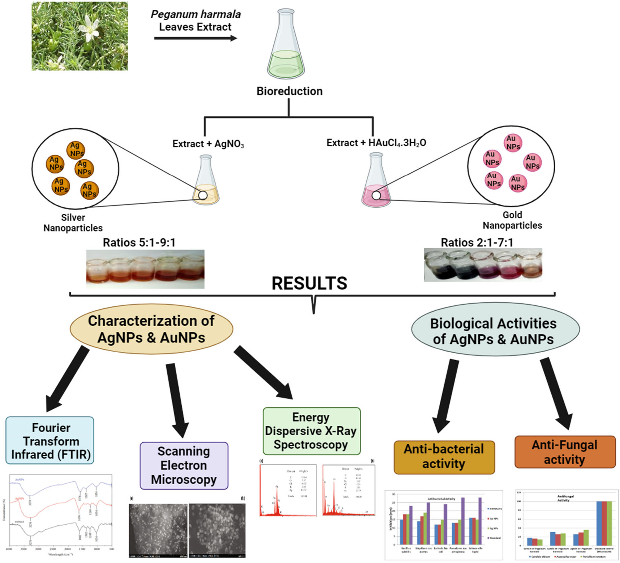 Peganum harmala L. extract-based Gold (Au) and Silver (Ag) nanoparticles (NPs): Green synthesis, characterization, and assessment of antibacterial and antifungal properties