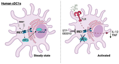 Human cDC1s display constitutive activation of the UPR sensor IRE1