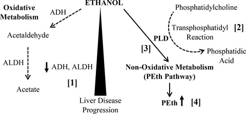 Applications and Challenges for the Use of Phosphatidylethanol Testing in Liver Disease Patients (Mini Review)