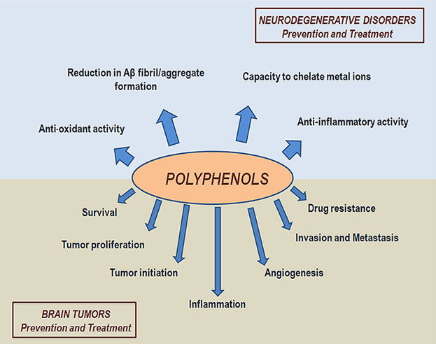 Adult-onset brain tumors and neurodegeneration: Are polyphenols protective?