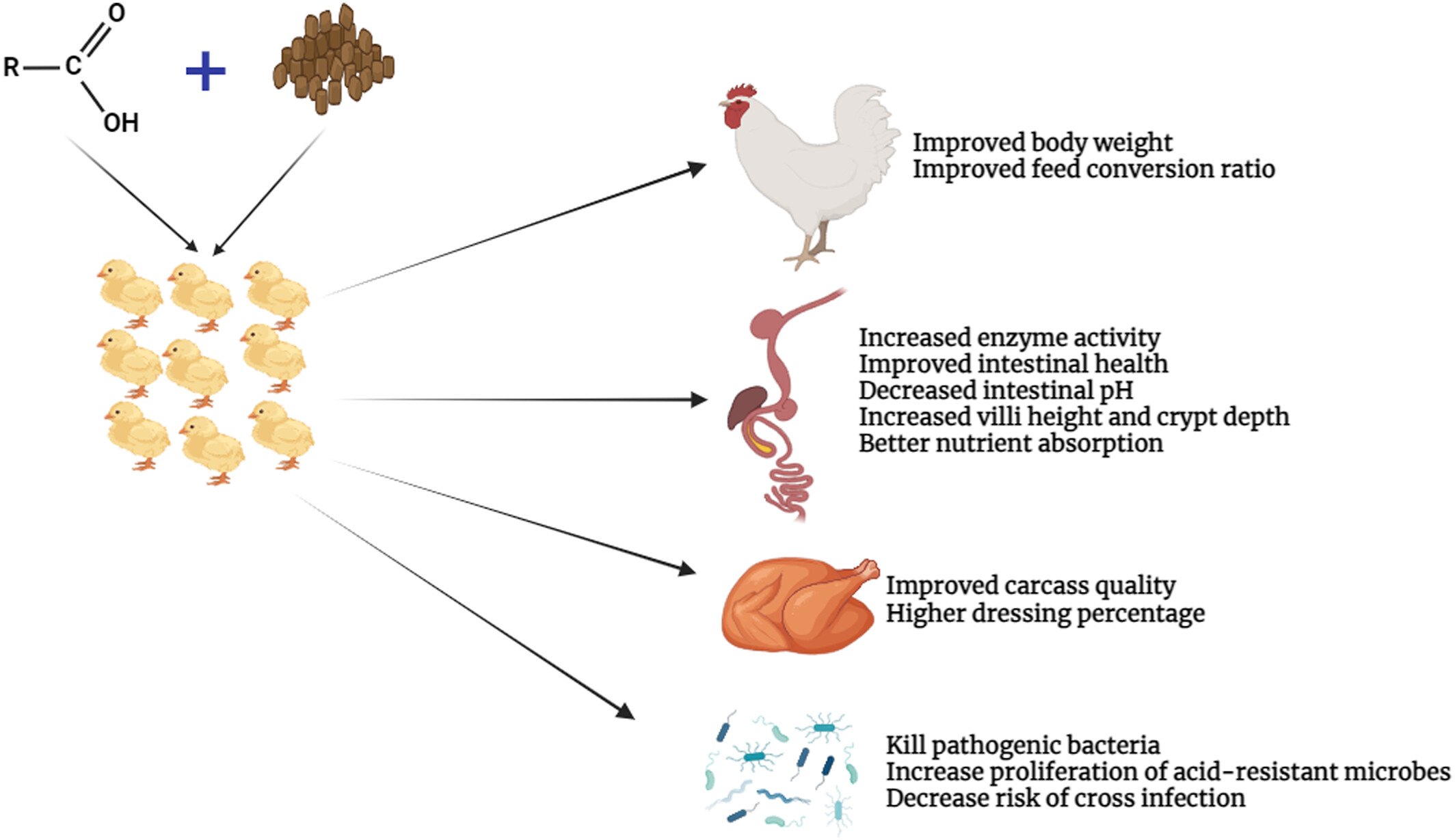 The effects of organic acids on broiler chicken nutrition: A review Issue 1, 2025