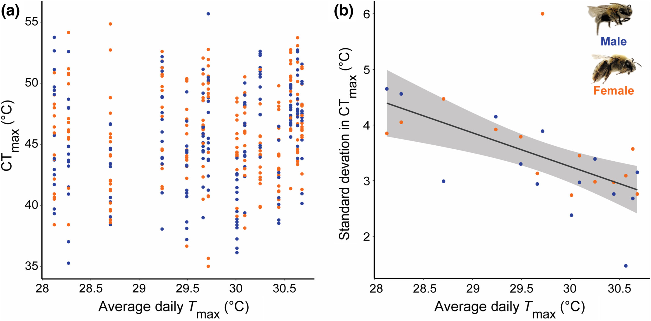 Body mass, temperature, and pathogen intensity differentially affect critical thermal maxima and their population-level variation in a solitary bee