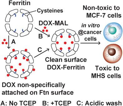 Overcoming Non-Specific Interactions for Efficient Encapsulation of Doxorubicin in Ferritin Nanocages for Targeted Drug Delivery