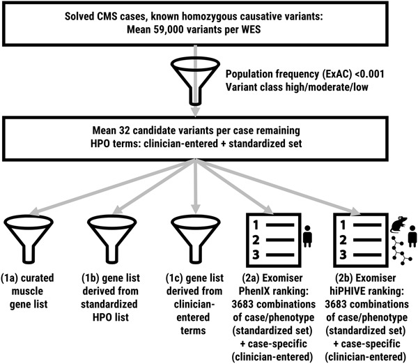 Increasing phenotypic annotation improves the diagnostic rate of exome sequencing in a rare neuromuscular disorder