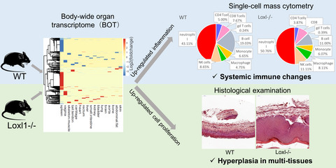 Mass cytometry and transcriptomic profiling reveal body-wide pathology induced by Loxl1 deficiency