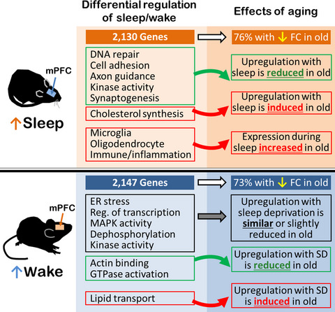 Age attenuates the transcriptional changes that occur with sleep in the medial prefrontal cortex