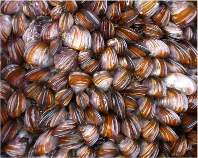 Wider sampling reveals a non-sister relationship for geographically contiguous lineages of a marine mussel