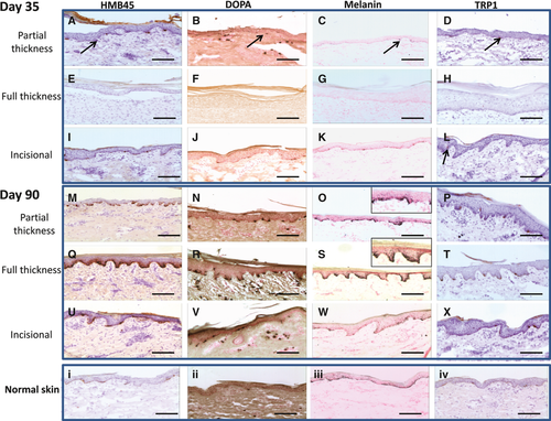Details are in the caption following the image Details are in the caption following the image