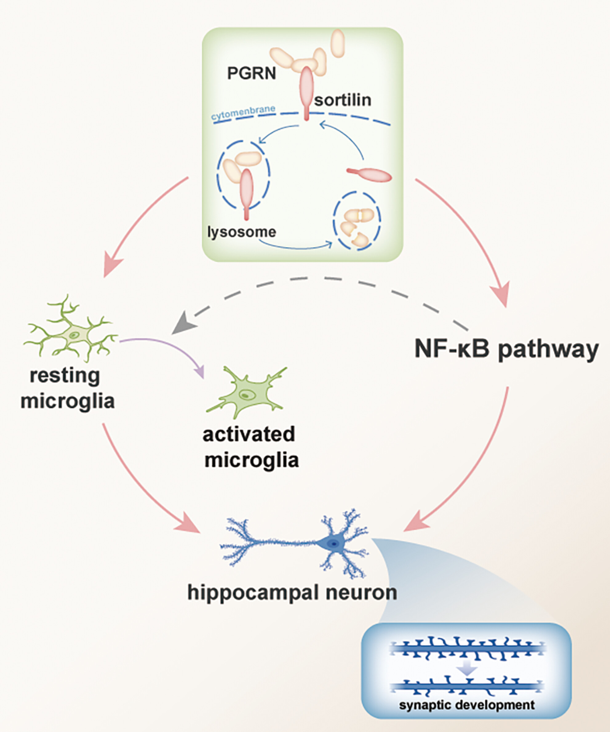 Sortilin is associated with progranulin deficiency and autism-like behaviors in valproic acid-induced autism rats